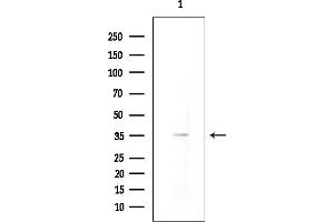 anti-Neuropeptide Y Receptor Y4 (NPY4R) (N-Term) antibody