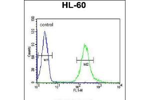 Flow cytometric analysis of HL-60 cells (right histogram) compared to a negative control cell (left histogram). (FKBPL 抗体  (C-Term))