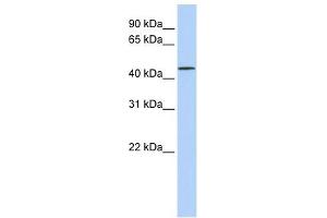 LRRC28 antibody used at 1 ug/ml to detect target protein. (LRRC28 抗体  (N-Term))