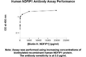 Image no. 1 for anti-Nedd4 Family Interacting Protein 1 (NDFIP1) (AA 1-116) antibody (ABIN5565940) (NDFIP1 抗体  (AA 1-116))