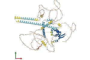 AlphaFold protein structure predicition of Human Recombinant FOXP2 Protein, UniprotID O15409