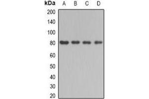 Western blot analysis of BBS2 expression in mouse testis (A), mouse kidney (B), rat liver (C), rat brain (D) whole cell lysates. (BBS2 抗体)