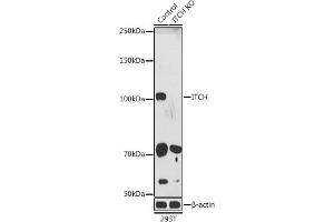Western blot analysis of extracts from normal (control) and ITCH knockout (KO) 293T cells, using ITCH antibody (ABIN7268033) at 1:1000 dilution.