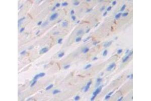 IHC-P analysis of Mouse Tissue, with DAB staining. (Neuropilin 1 抗体  (AA 275-424))