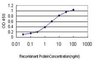 Detection limit for recombinant GST tagged RAB8A is approximately 0. (RAB8A 抗体  (AA 108-207))