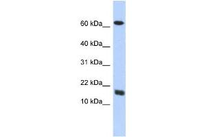 Western Blotting (WB) image for anti-Chromosome 4 Open Reading Fram 46 (C4orf46) antibody (ABIN2459501)