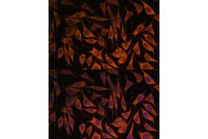 Immunofluorescence analysis of L929 cells using MRPS35 antibody (ABIN7268587) at dilution of 1:100. (MRPS35 抗体  (AA 1-323))
