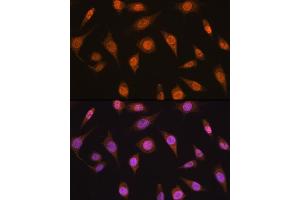 Immunofluorescence analysis of L929 cells using MB/MB/ML2 antibody (ABIN6132319, ABIN6143422, ABIN6143424 and ABIN6216232) at dilution of 1:100. (MAD2L2 抗体  (AA 1-211))