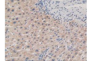 Figure. (MAPKAP Kinase 2 抗体  (AA 139-367))