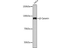 Western blot analysis of extracts of HeLa cells, using β-Catenin antibody (ABIN7266138) at 1:1000 dilution. (CTNNB1 抗体)