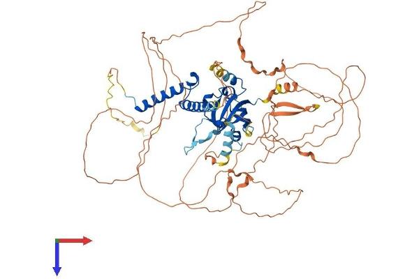 AHRR Protein (AA 1-701) (His tag)