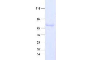 Validation with Western Blot (DNAH6 Protein (His tag))