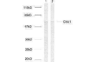 Western blot analysis of extracts using Chk1 (Ab-317) Antibody. (CHEK1 抗体  (pSer317))