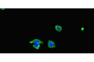 Immunofluorescent analysis of HepG2 cells using ABIN7160576 at dilution of 1:100 and Alexa Fluor 488-congugated AffiniPure Goat Anti-Rabbit IgG(H+L) (MYH3 抗体  (AA 1-217))
