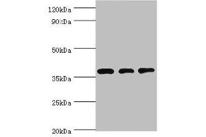 Western blot All lanes: STRAP antibody at 8 μg/mL Lane 1: HepG2 whole cell lysate Lane 2: Hela whole cell lysate Lane 3: Mouse brain tissue Secondary Goat polyclonal to rabbit IgG at 1/10000 dilution Predicted band size: 39, 40 kDa Observed band size: 39 kDa