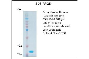 SDS-PAGE (SDS) image for Interleukin 18 (IL18) (Active) protein (ABIN5509343) (IL-18 蛋白)