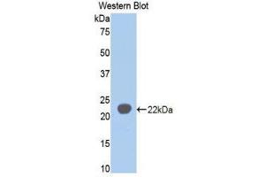 Western Blotting (WB) image for anti-Sialic Acid Binding Ig-Like Lectin 5 (SIGLEC5) (AA 18-135) antibody (ABIN1860554)
