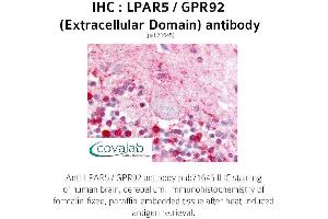 Image no. 1 for anti-Lysophosphatidic Acid Receptor 5 (LPAR5) (3rd Extracellular Domain) antibody (ABIN1736529) (LPAR5 抗体  (3rd Extracellular Domain))