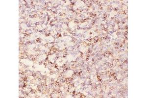 IHC-P: CD43 antibody testing of human tonsil tissue (CD43 抗体  (AA 272-400))