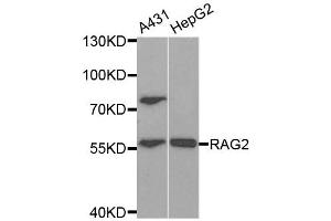 Western Blotting (WB) image for anti-Recombination Activating Gene 2 (RAG2) antibody (ABIN1876827) (RAG2 抗体)
