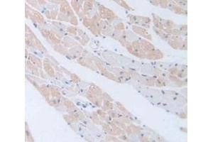 IHC-P analysis of Mouse Tissue, with DAB staining. (Laminin 抗体  (AA 2901-3106))