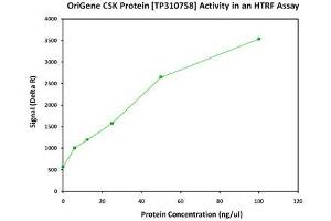 Activity Assay (AcA) image for C-Src tyrosine Kinase (CSK) (Transcript Variant 1) (Active) protein (Myc-DYKDDDDK Tag) (ABIN2712578)