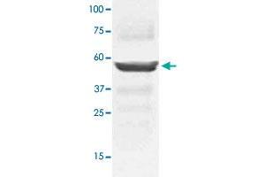 The tissue lysates derived from mouse liver were immunoblotted by MAP2K5 polyclonal antibody  at 1 : 1000. (MAP2K5 抗体  (C-Term))