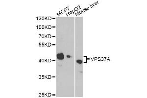 Western blot analysis of extracts of various cell lines, using VPS37A antibody. (VPS37A 抗体)