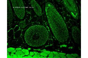 Immunohistochemistry analysis using Mouse Anti-FKBP52 Monoclonal Antibody, Clone Hi52C . (FKBP4 抗体  (APC))