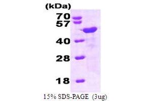HOMER1 Protein (AA 1-354) (His tag)