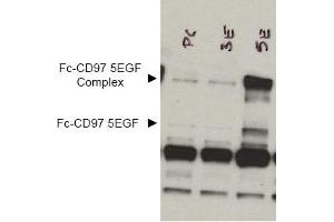 Image no. 1 for anti-CD97 (CD97) (AA 1-512), (Extracellular Domain), (N-Term) antibody (ABIN401030) (CD97 抗体  (Extracellular Domain, N-Term))