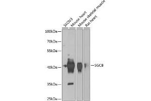 Western blot analysis of extracts of various cell lines, using SGCB antibody (ABIN6131899, ABIN6147697, ABIN6147698 and ABIN6222738) at 1:1000 dilution. (SGCB 抗体  (AA 94-318))