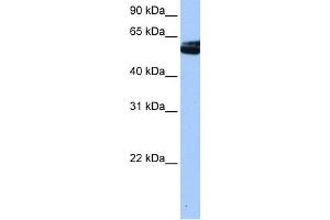 WB Suggested Anti-NOVA1 Antibody Titration:  0. (NOVA1 抗体  (C-Term))