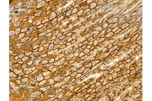 ABIN6262480 and ABIN6273050 at 1/100 staining Mouse stomach tissue by IHC-P. (IFT52 抗体  (Internal Region))
