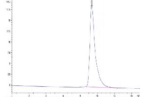 Size-exclusion chromatography-High Pressure Liquid Chromatography (SEC-HPLC) image for Interleukin 1 alpha (IL1A) (AA 113-271) protein (His tag) (ABIN7274874)
