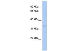 Image no. 1 for anti-Outer Dense Fiber of Sperm Tails 4 (ODF4) (N-Term) antibody (ABIN6743718) (ODF4 抗体  (N-Term))