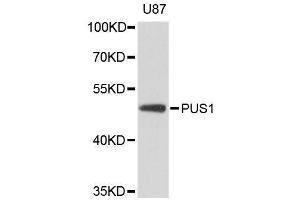 Western blot analysis of extracts of U-87MG cells, using PUS1 antibody (ABIN5996758) at 1:3000 dilution. (PUS1 抗体)