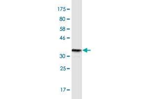 Western Blot detection against Immunogen (36. (DR3/LARD 抗体  (AA 28-124))