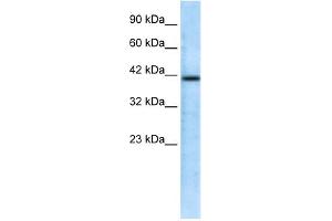 WB Suggested Anti-CHRFAM7A Antibody Titration:  0. (CHRFAM7A 抗体  (N-Term))
