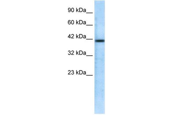 CHRFAM7A 抗体  (N-Term)