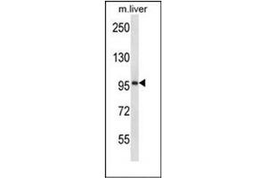 Western blot analysis of ESPNL Antibody (C-term) in mouse liver tissue lysates (35ug/lane). (ESPNL 抗体  (C-Term))