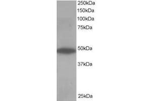 Image no. 1 for anti-Oxysterol Binding Protein-Like 1A (OSBPL1A) (C-Term) antibody (ABIN374375) (OSBPL1A 抗体  (C-Term))
