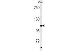 Western Blotting (WB) image for anti-Hypoxia Up Regulated 1 (HYOU1) antibody (ABIN3003137) (HYOU1 抗体)