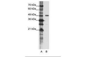 Image no. 1 for anti-Protein Phosphatase 1, Regulatory Subunit 8 (PPP1R8) (AA 91-140) antibody (ABIN202315) (PPP1R8 抗体  (AA 91-140))