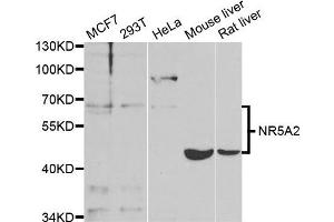 Western blot analysis of extracts of various cell lines, using NR5A2 antibody. (NR5A2 + LRH1 抗体)