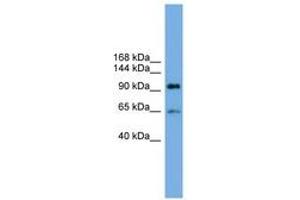 Image no. 1 for anti-Exocyst Complex Component 6 (EXOC6) (AA 287-336) antibody (ABIN6744169)
