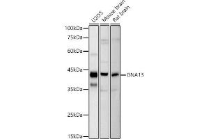 Western blot analysis of extracts of various cell lines, using GN antibody (ABIN7267535) at 1:1000 dilution. (GNA13 抗体)