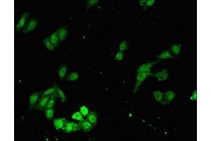 Immunofluorescent analysis of HepG2 cells using ABIN7166533 at dilution of 1:100 and Alexa Fluor 488-congugated AffiniPure Goat Anti-Rabbit IgG(H+L) (FAT3 抗体  (AA 1209-1470))
