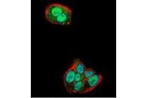 Confocal immunofluorescent analysis of Nucleolin Antibody (Center) Cat. (Nucleolin 抗体  (Middle Region))