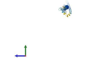 Protein Structure (PS) image for B-Cell Receptor-Associated Protein 29 (BCAP29) (AA 1-240) protein (His tag) (ABIN7557695)
